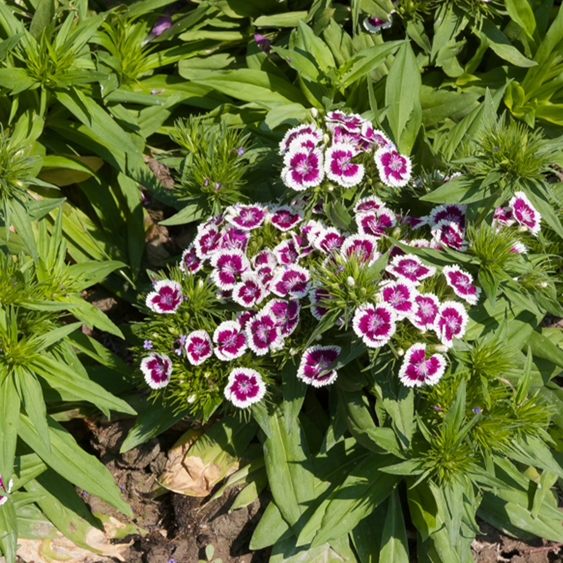 Œillet de poète Barbarini Purple Picotee - Dianthus barbatus Barbarini Purple Picotee - Bakker