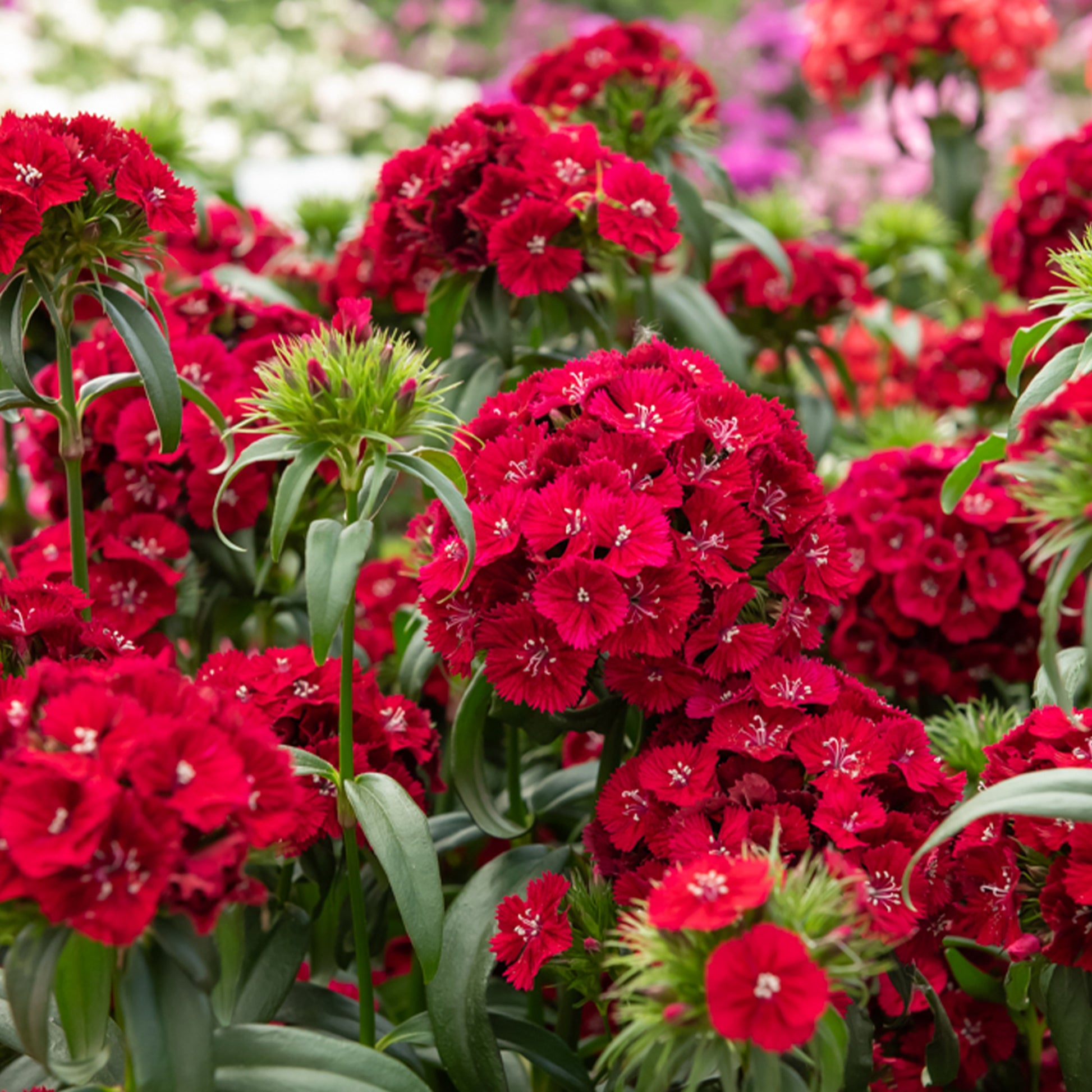 Œillet de poète Barbarini Red - Dianthus barbatus Barbarini Red - Bakker