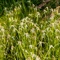 Dichromena colorata - Herbe étoilée - Plantes de berge