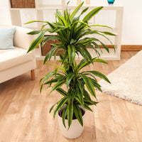 Dracaena Lemon Lime - Dracaena fragrans Lemon Lime - Bakker