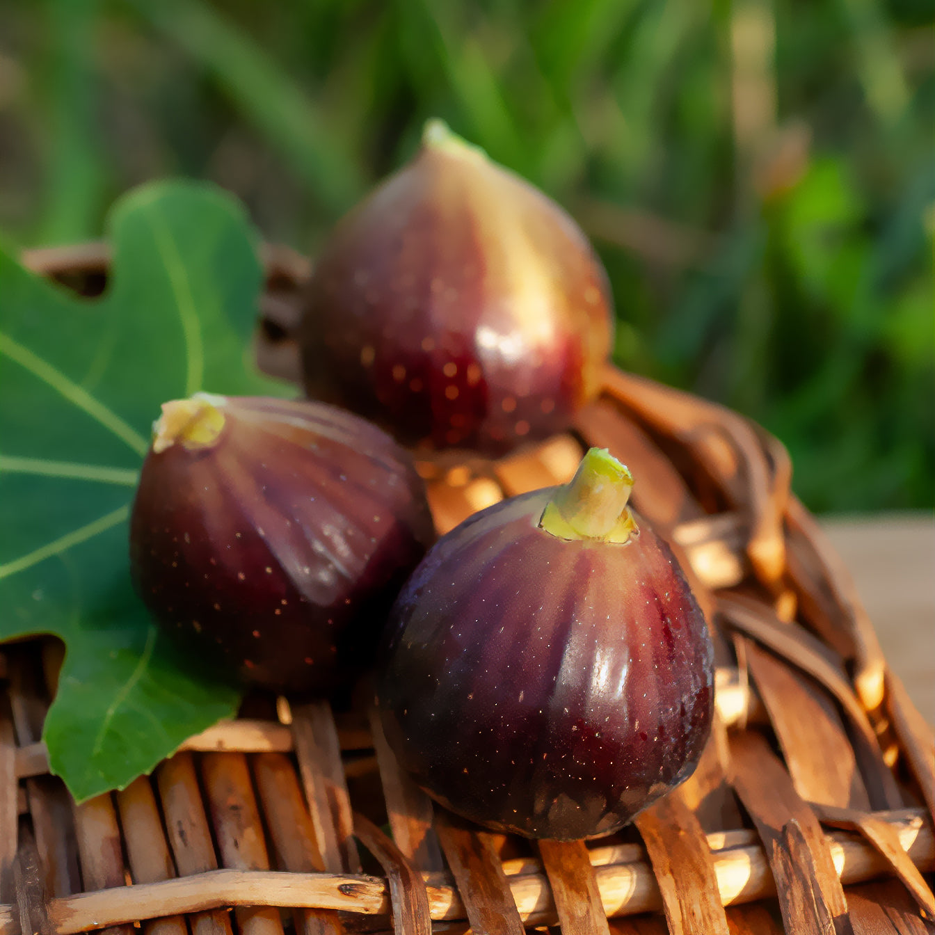 Figuier Ronde de Bordeaux - Ficus carica Ronde de Bordeaux - Bakker