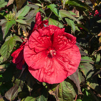 Hibiscus des marais Carrousel® Geant Red - Hibiscus moscheutos Carrousel Geant Red® - Bakker