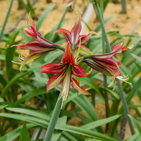 Amaryllis Mystica - Bakker