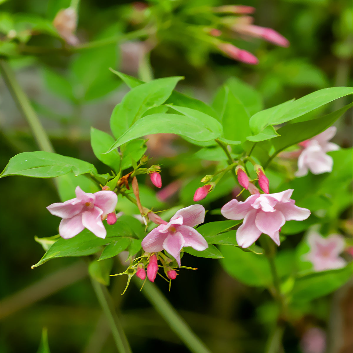 Jasmin stéphanois - Jasminum stephanense - Bakker
