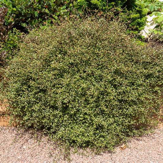 Muehlenbeckia complexa - Bakker