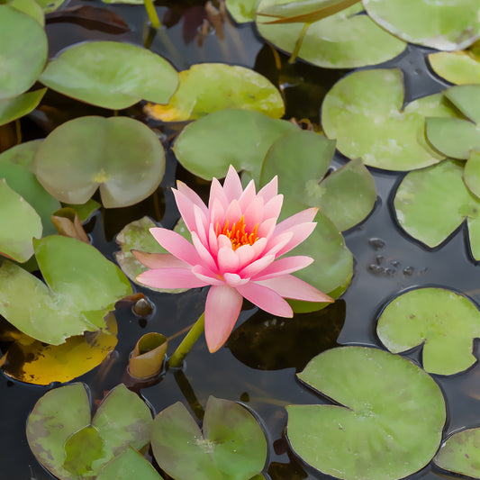 Nénuphar Colorado - Bakker