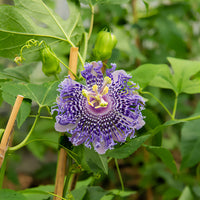 Passiflora Fata confetto - Passiflore Fata Confetto - Passiflore