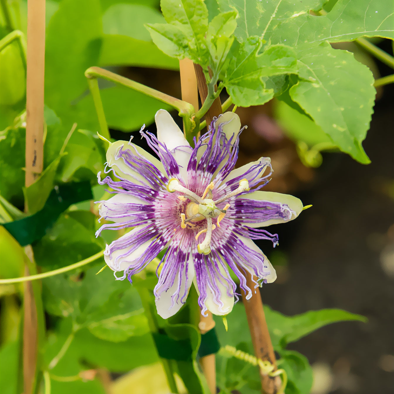 Passiflore officinale - Passiflora incarnata - Bakker