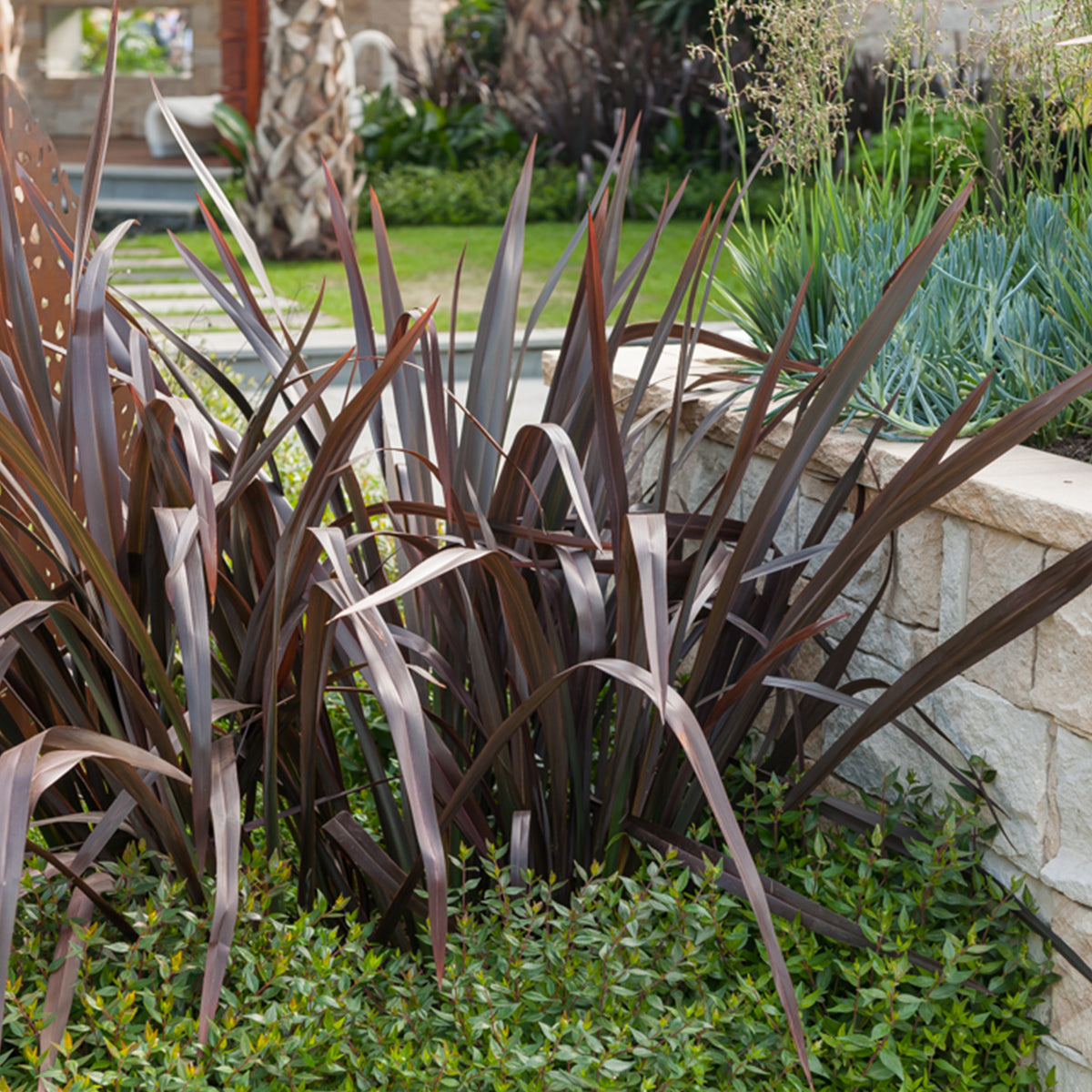 Phormium tenax Black Adder ® - Phormium Black Adder ® - Lin de Nouvelle-Zélande - Lin de nouvelle Zélande - Phormium