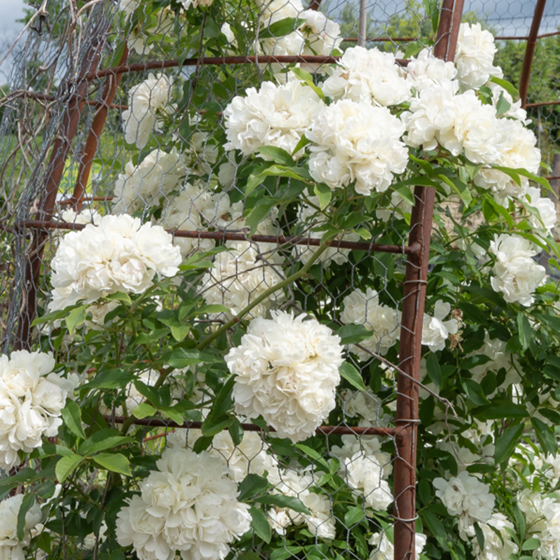 Rosiers - Rosier de Banks Alba Plena - Rosa banksiae Alba Plena