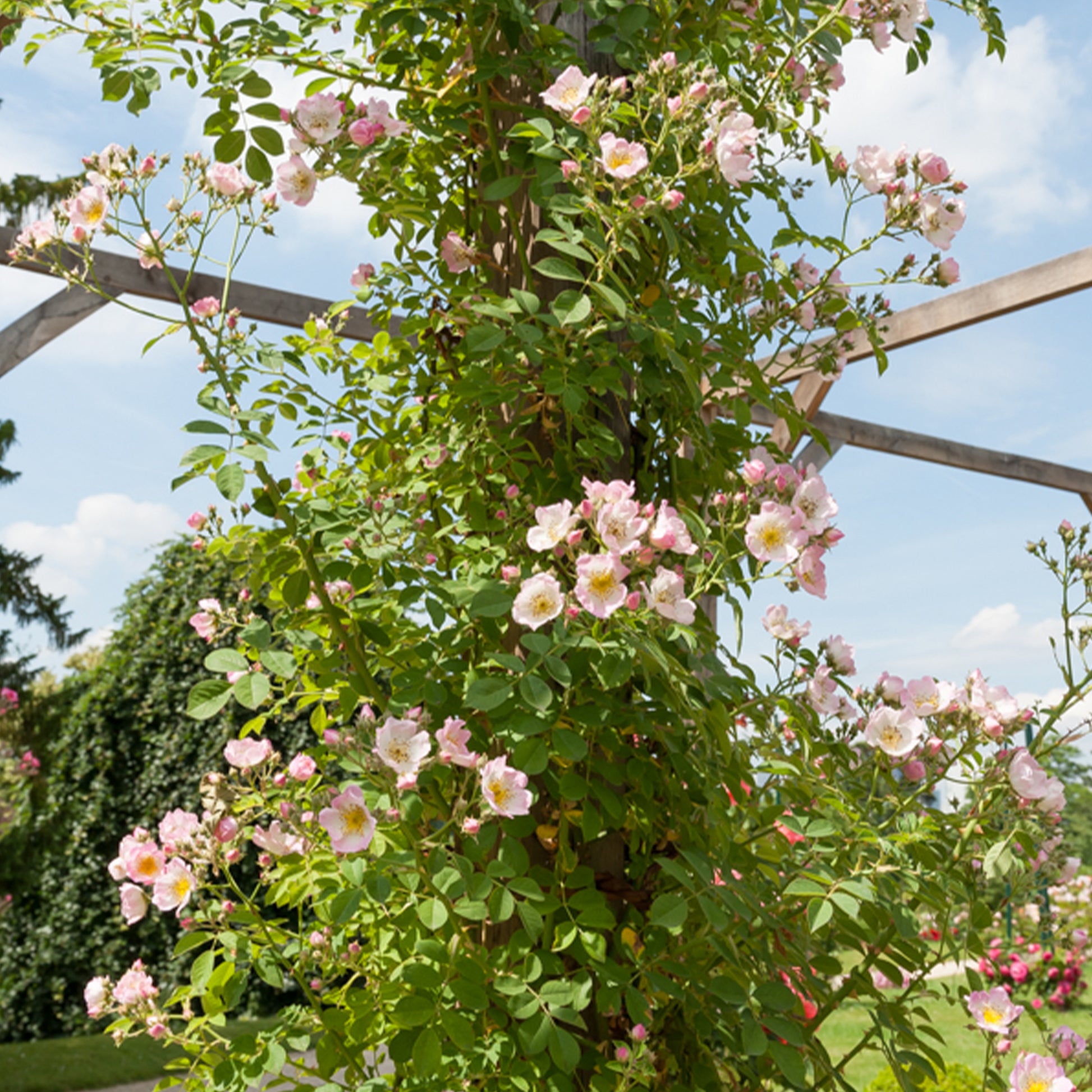 Rosier liane Kew Rambler - Bakker