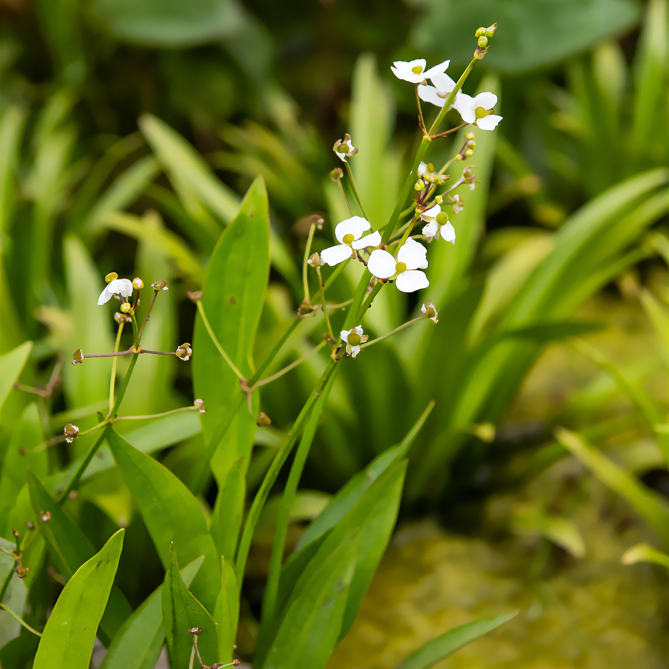 Sagittaire graminiforme - Sagittaria graminea - Bakker