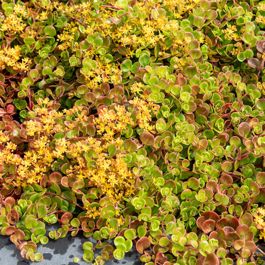 Sedum Coral Reef - Bakker