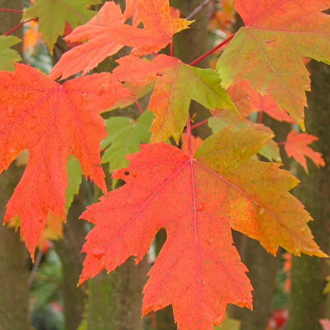 Erable de Freeman Autumn Blaze - Bakker