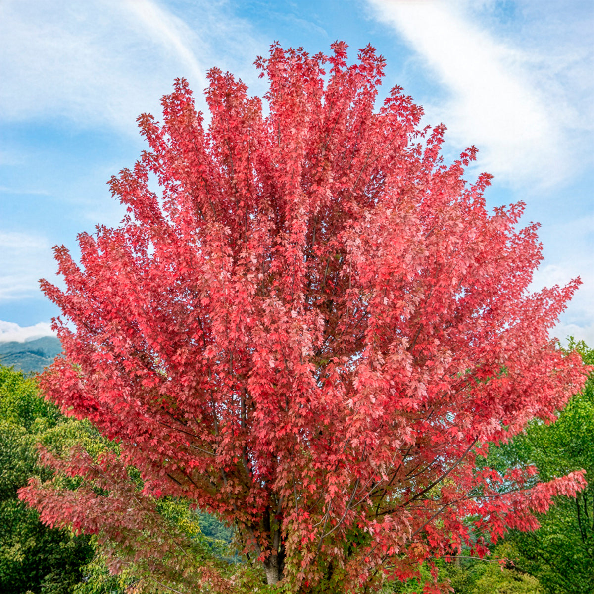 Erable de Freeman Autumn Blaze - Bakker