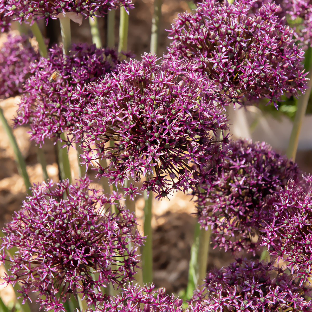 Alliums Miami - Allium Miami - Bakker