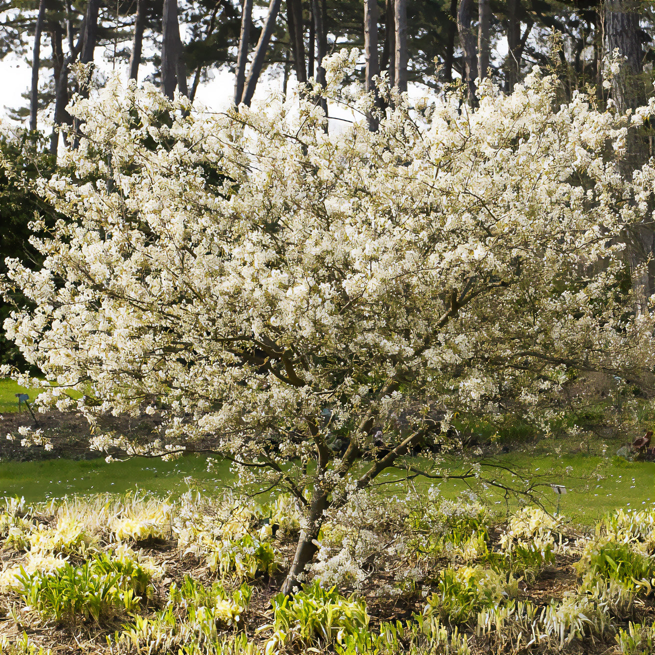 Amélanchier lisse - Amelanchier laevis - Bakker