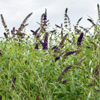 Buddleja davidii Black Knight - Arbre à papillons Black Knight - Arbre à papillons - Buddleja