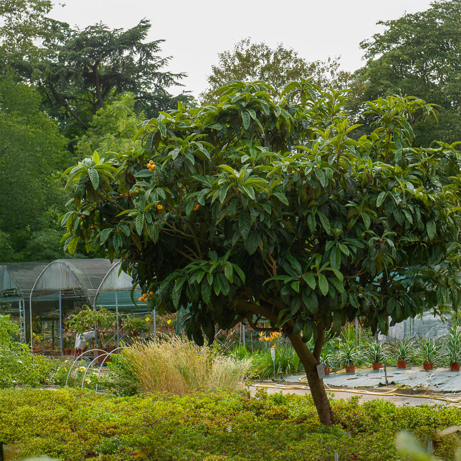 Vente Néflier du Japon - Eriobotrya japonica