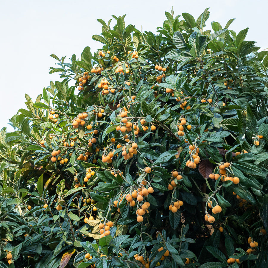 Mespilus - Néflier - Néflier du Japon - Eriobotrya japonica