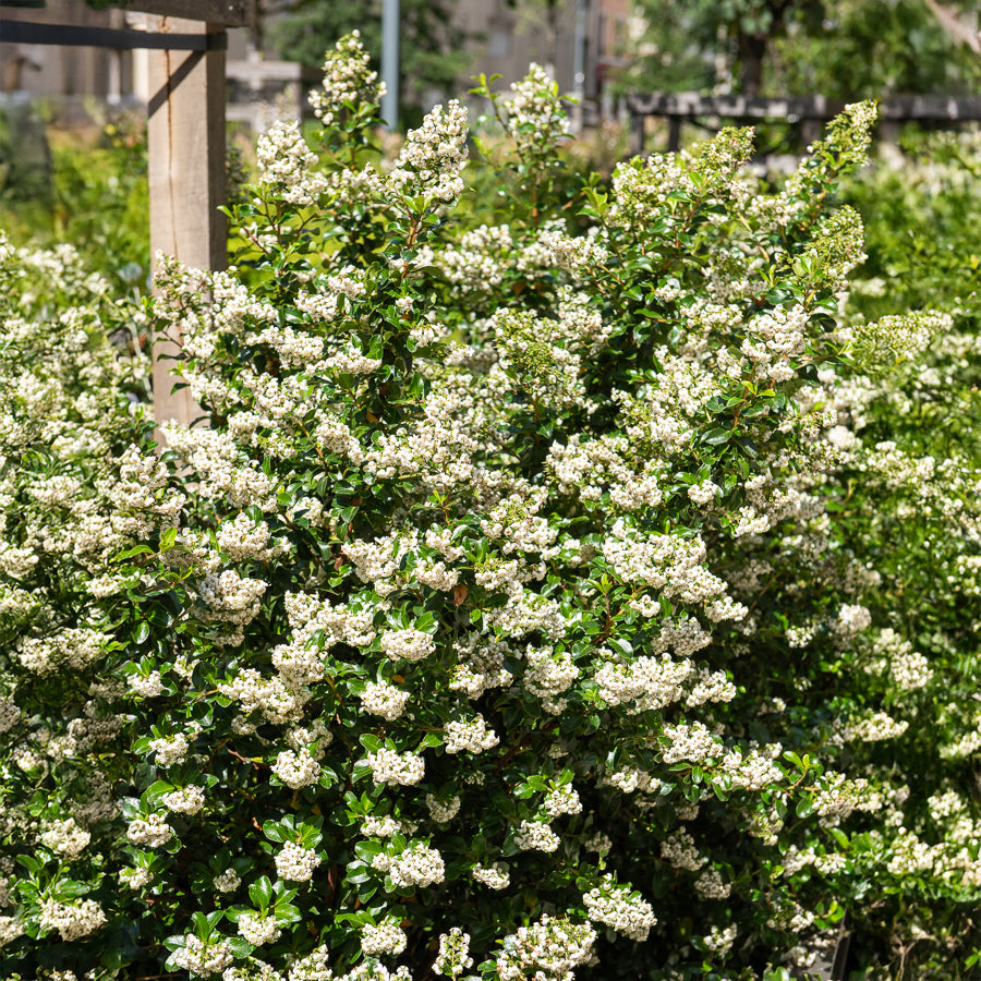 Escalonia Iveyi blanc - Escallonia Iveyi - Bakker