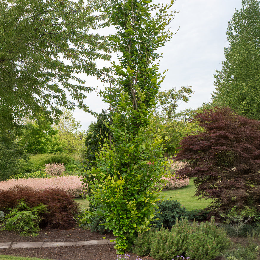 Hêtre fastigié Dawyck Gold - Fagus sylvatica Dawyck Gold - Bakker