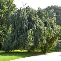 Hêtre pleureur - Fagus sylvatica Pendula - Bakker