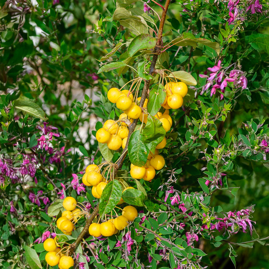 Malus Golden Hornet - Pommier d'ornement Golden Hornet - Pommier à fleurs