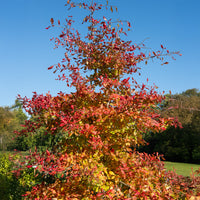 Vente Tupélo noir - Nyssa sylvatica