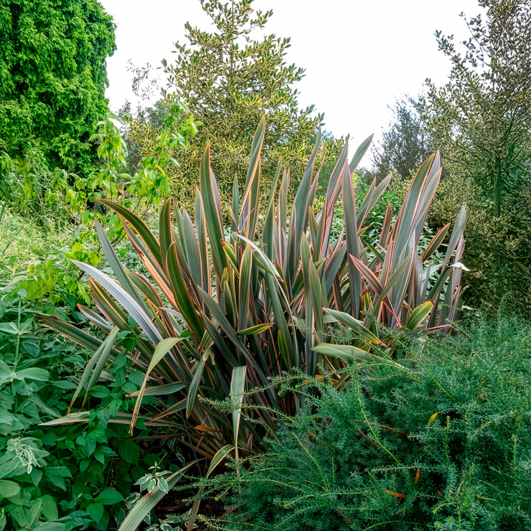 Lin de nouvelle Zélande - Phormium - Phormium Sundowner - Lin de Nouvelle-Zélande - Phormium Sundowner