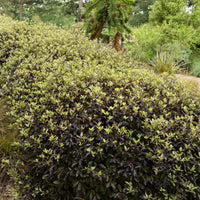 Pittosporum tenuifolium Tom Thumb - Pittosporum tenuifolium Tom Thumb - Pittospore - Pittosporum