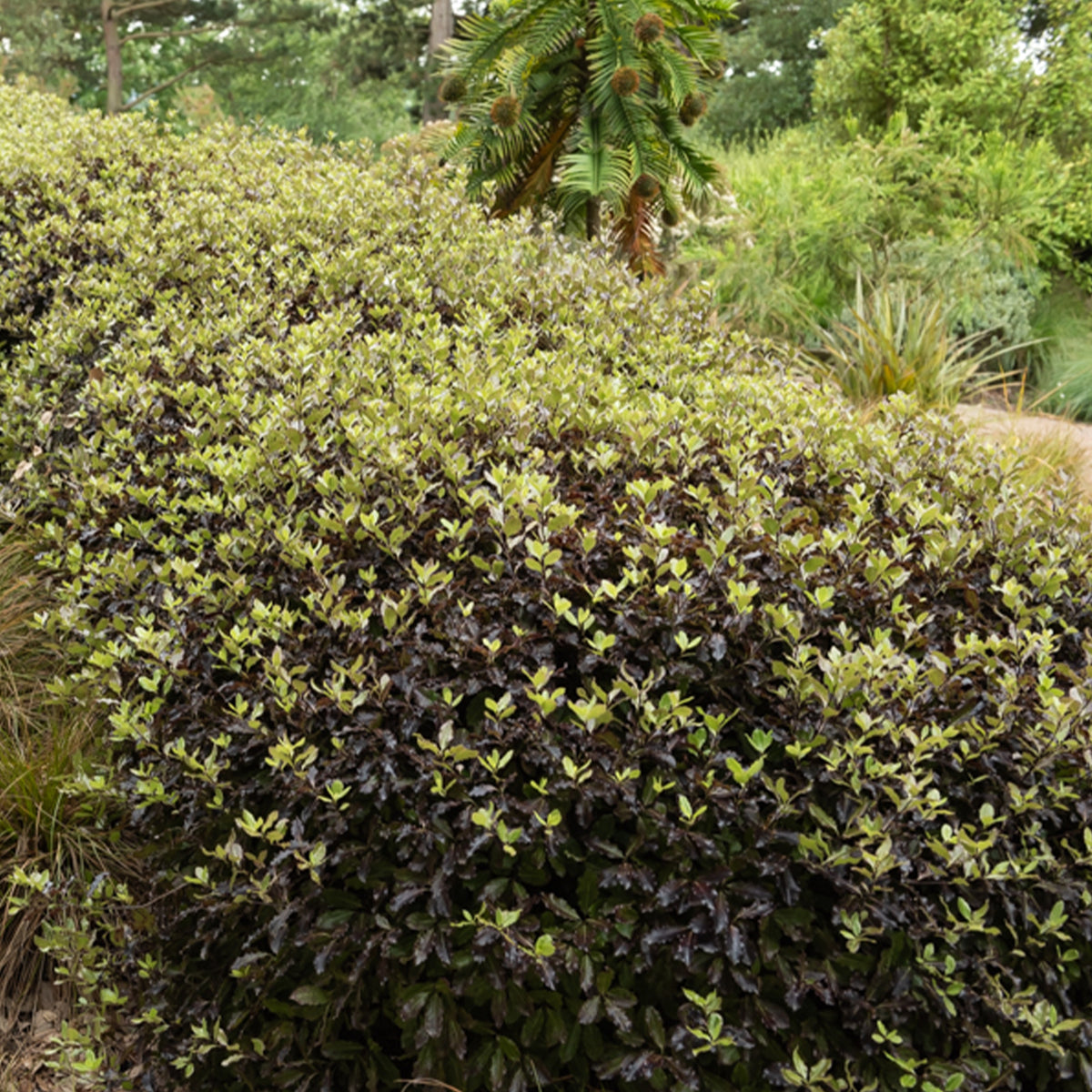Pittosporum tenuifolium Tom Thumb - Pittosporum tenuifolium Tom Thumb - Pittosporum - Pittospore