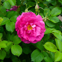 Rosier rugueux Wild Eric - Rosa Wild Edric - Bakker