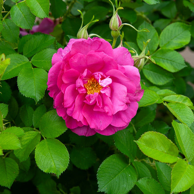 Rosier rugueux Wild Eric - Rosa Wild Edric - Bakker