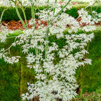 Acer palmatum 'Ukigumo'  - Erable du japon ukigumo - Érable du Japon