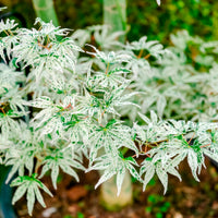 Erable du japon ukigumo - Acer palmatum 'Ukigumo'  - Bakker