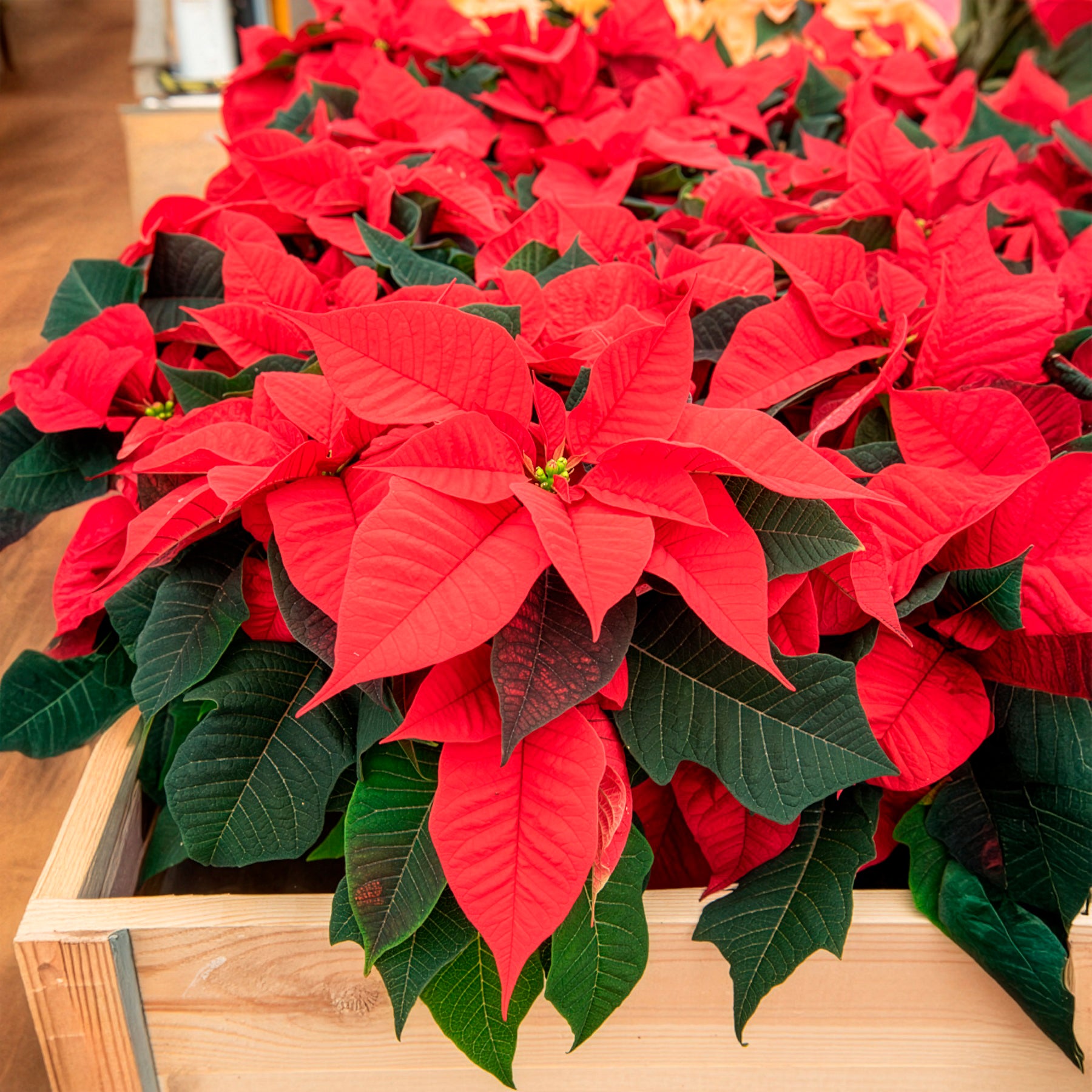 Vente Poinsettia Rouge - Euphorbia pulcherrima red