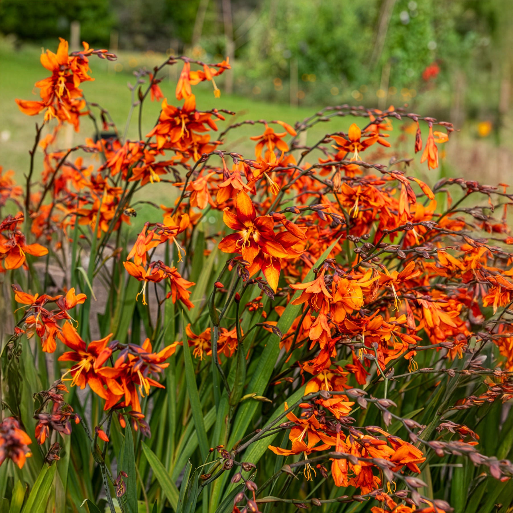 15 Crocosmias bicolores - Bakker