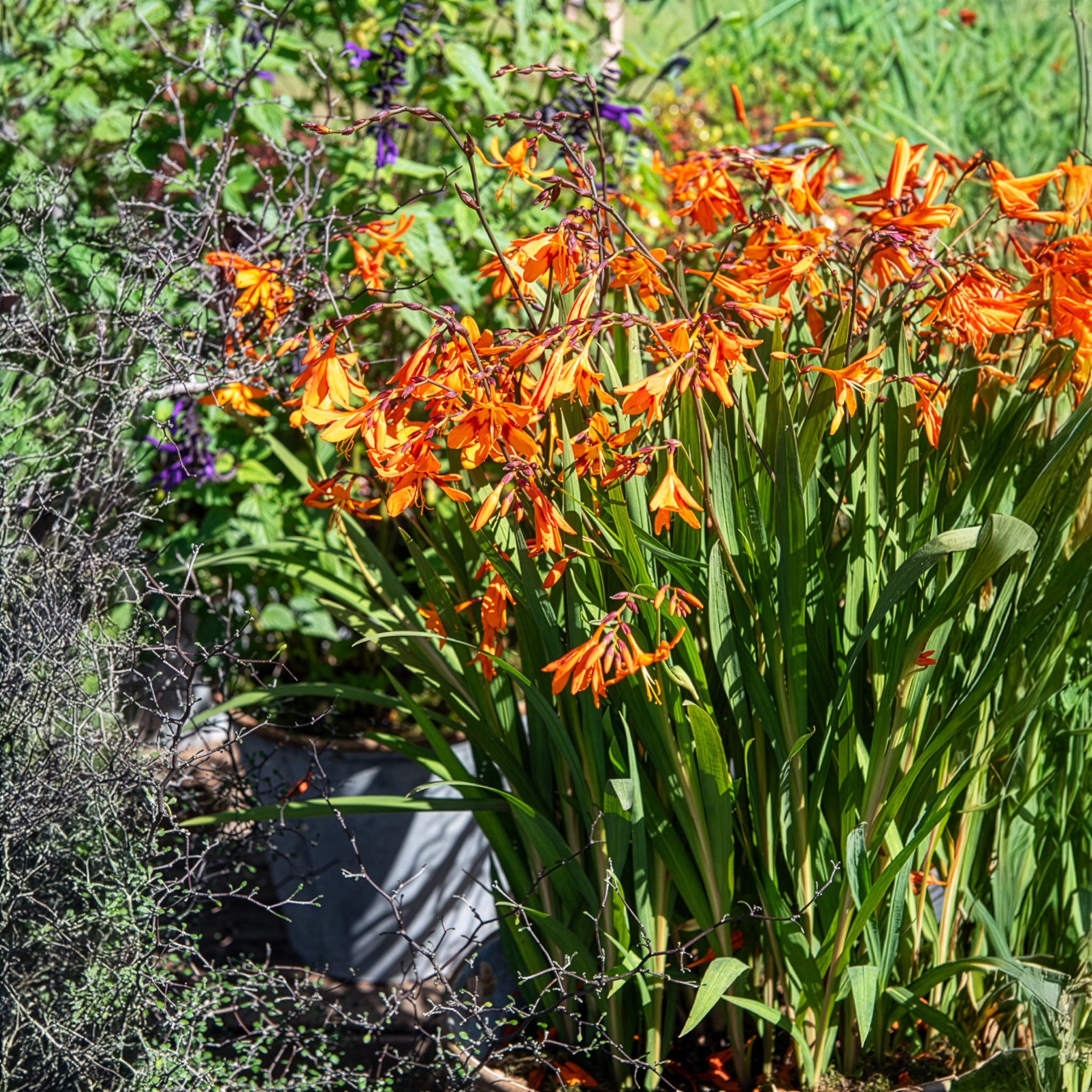 Crocosmia emily mckenzie - 15 Crocosmias bicolores - Crocosmia