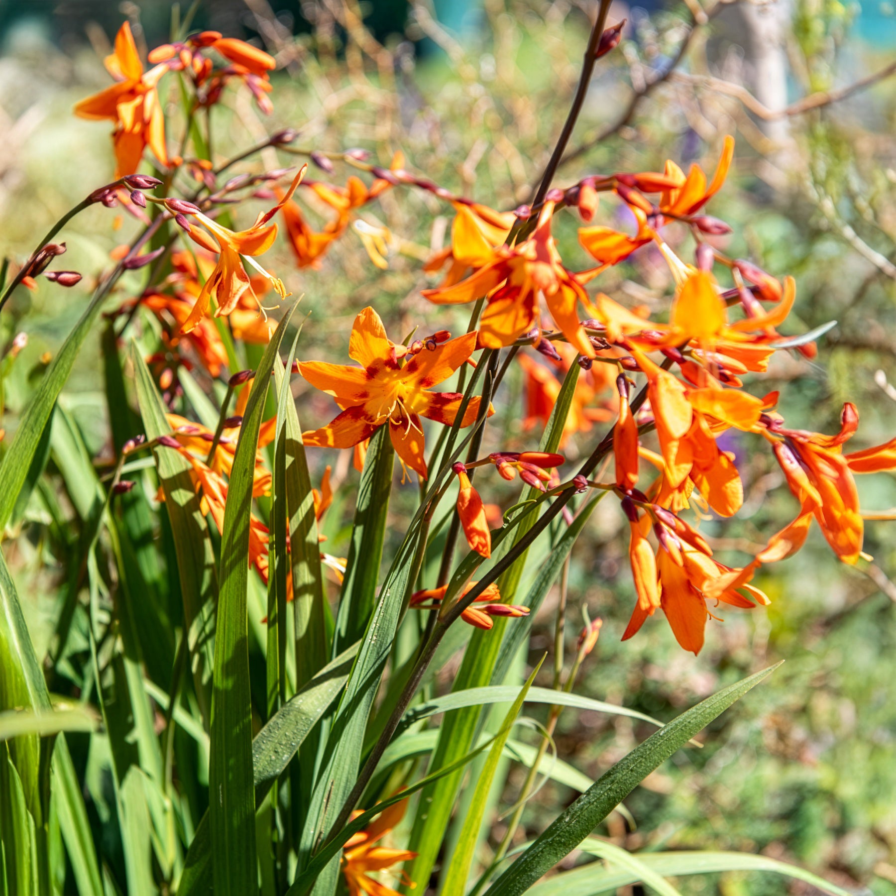 Crocosmia Emily McKenzie - Crocosmia crocosmiiflora Emily McKenzie - Bakker