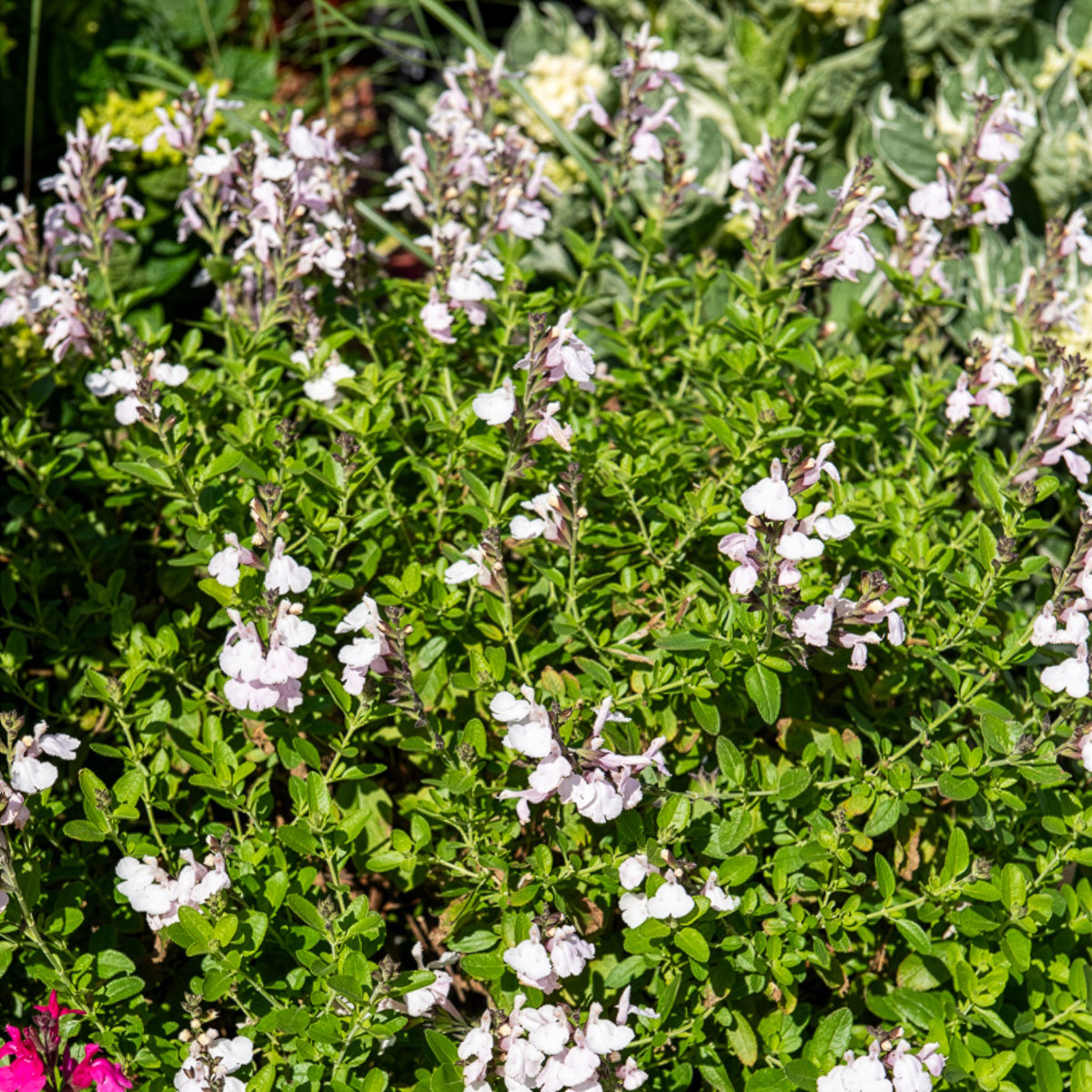 Sauge Magical ®Donau - Salvia jamensis Magical® Donau Kolmadon - Bakker
