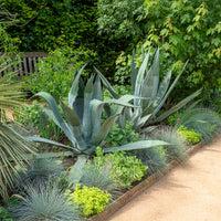 Agave d'Amérique - Agave americana - Bakker