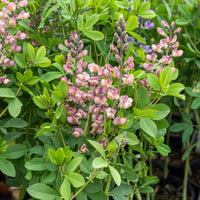 Lupin indigo Pink Truffles - Bakker