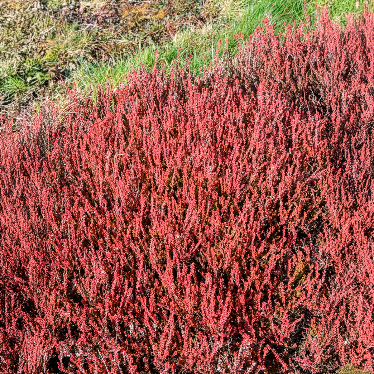 Bruyère d'été Winter Chocolate - Calluna vulgaris Winter Chocolate - Bakker