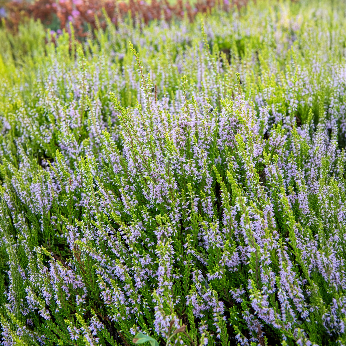 Bruyère d'été - Bruyère d'été Winter Chocolate - Calluna vulgaris Winter Chocolate