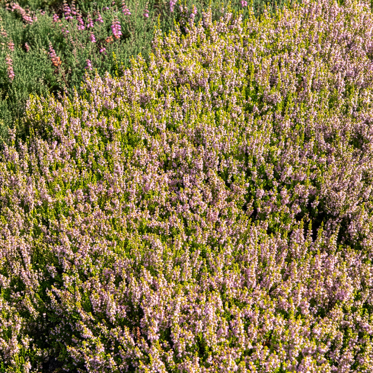 Calluna vulgaris Winter Chocolate - Bruyère d'été Winter Chocolate - Bruyère d'été