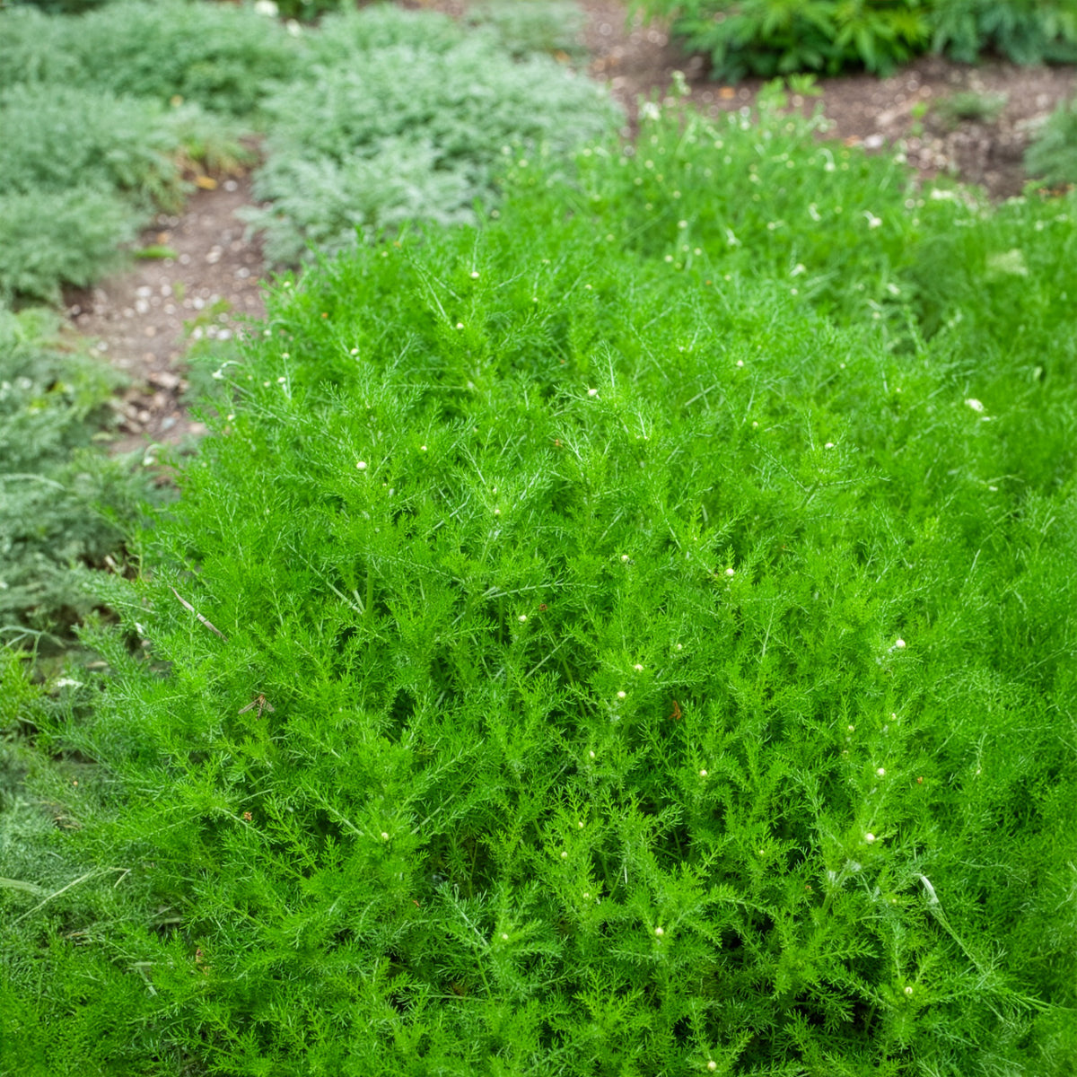Chamaemelum nobile - Camomille romaine - Camomille