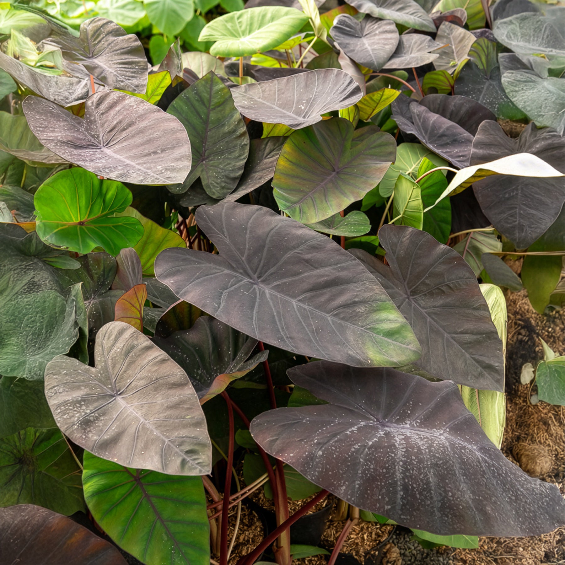 Colocasia Madeira - Oreille d'éléphant - Colocasia esculenta Madeira - Bakker
