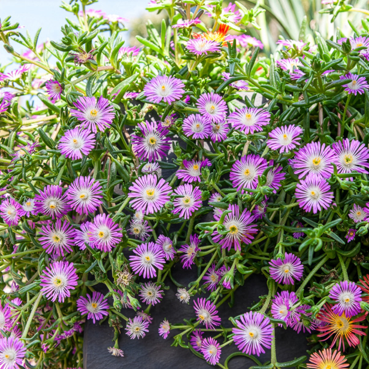 Delosperma Wheels of Wonder® Violet - Delosperma Wheels of Wonder® Violet - Bakker