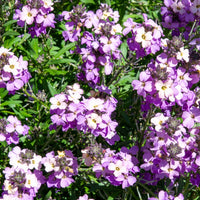 Giroflée Poem Lavender - Erysimum Poem Lavender - Bakker